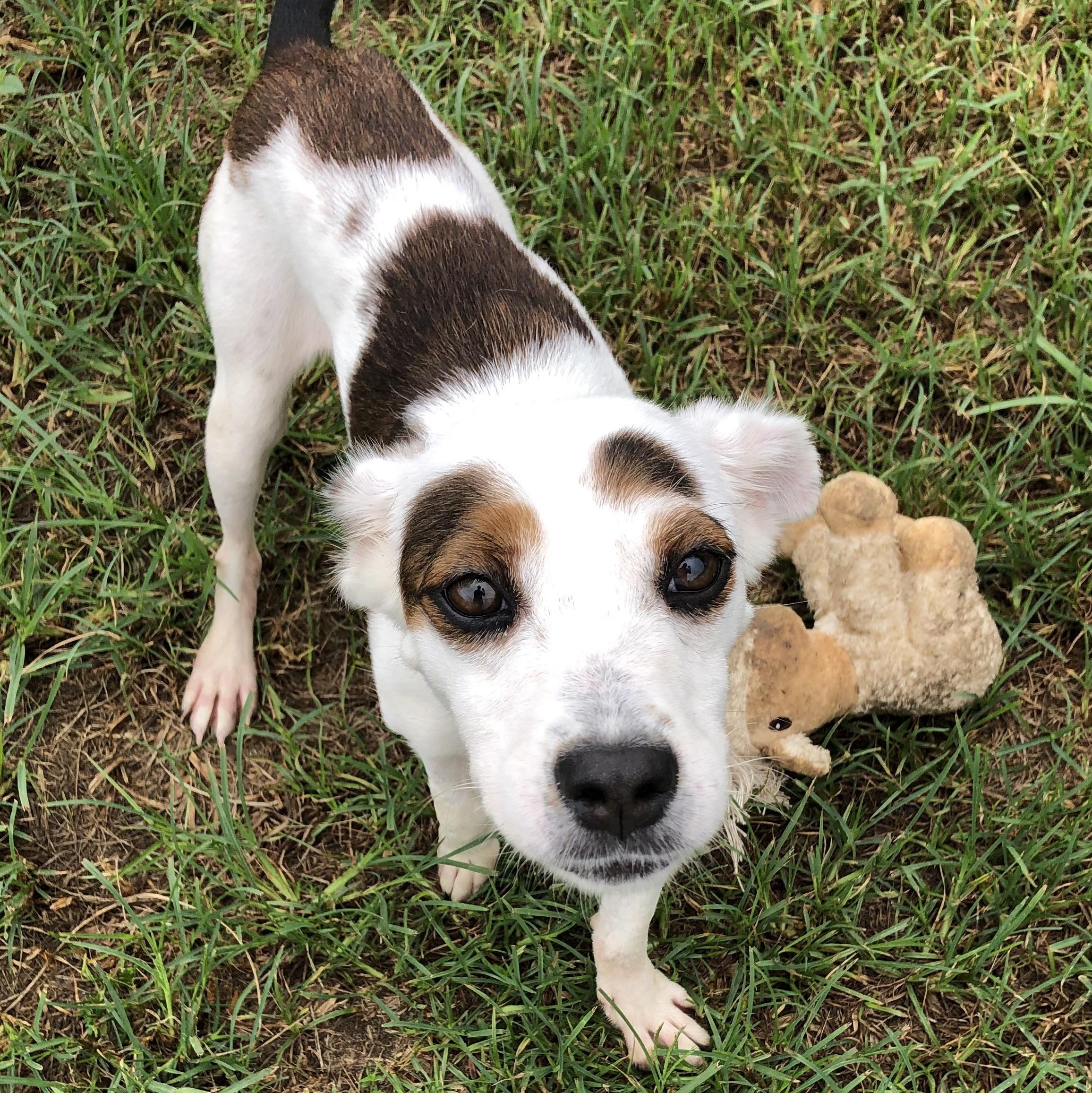Millie, a ADOPTABLE Terrier in Magnolia Springs, AL image 6/6