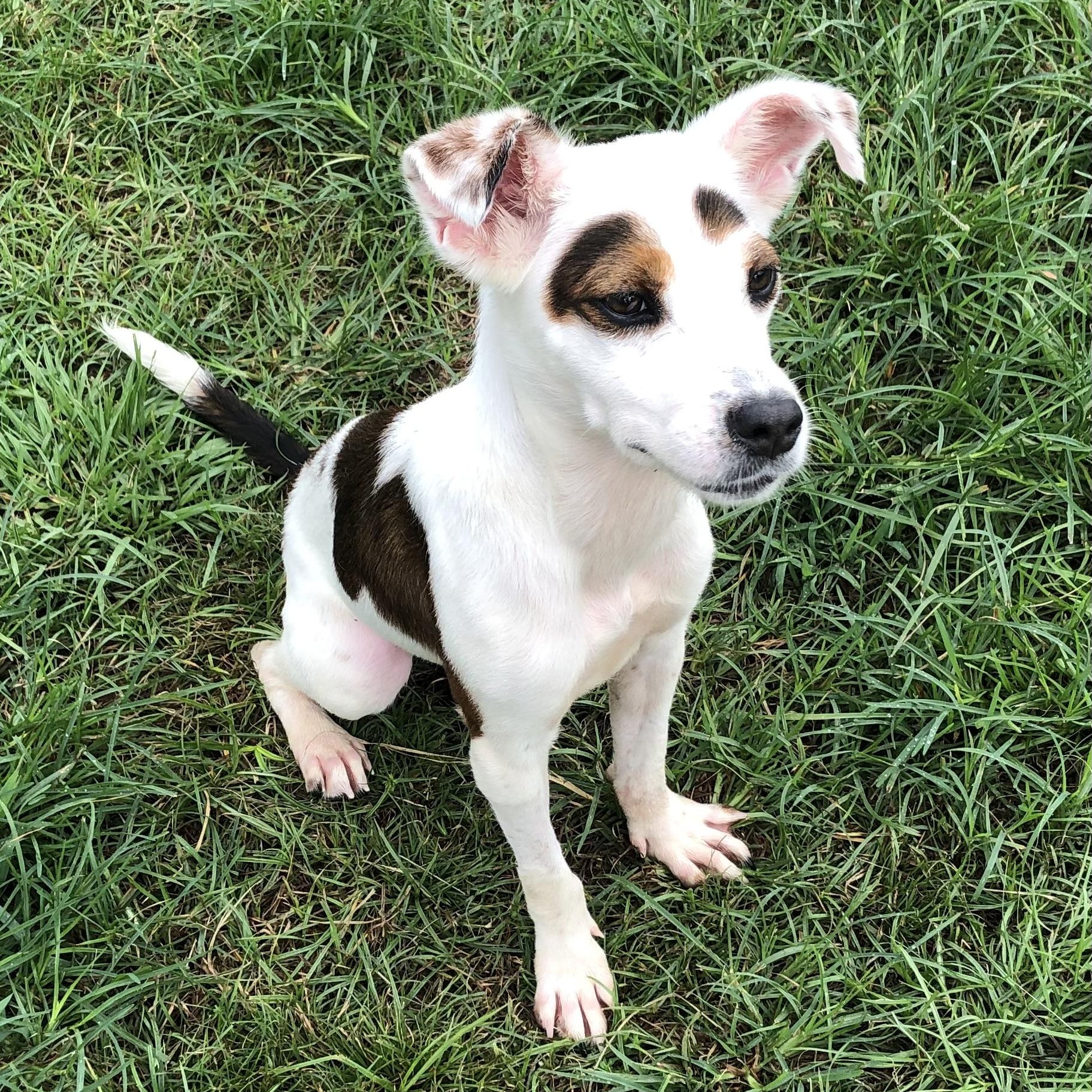 Millie, a ADOPTABLE Terrier in Magnolia Springs, AL image 5/6