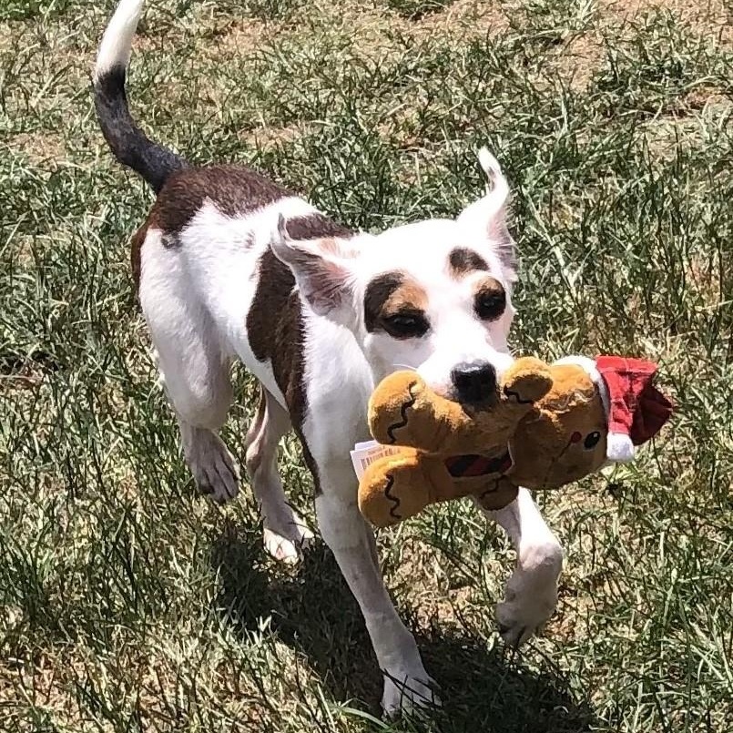 Millie, a ADOPTABLE Terrier in Magnolia Springs, AL image 3/6