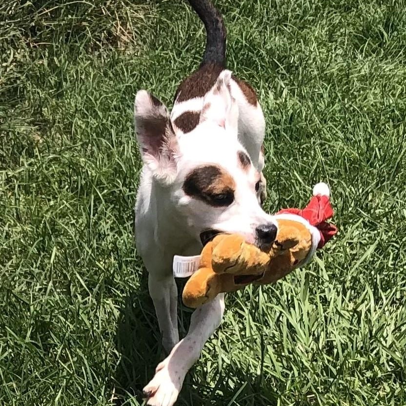 Millie, a ADOPTABLE Terrier in Magnolia Springs, AL image 4/6