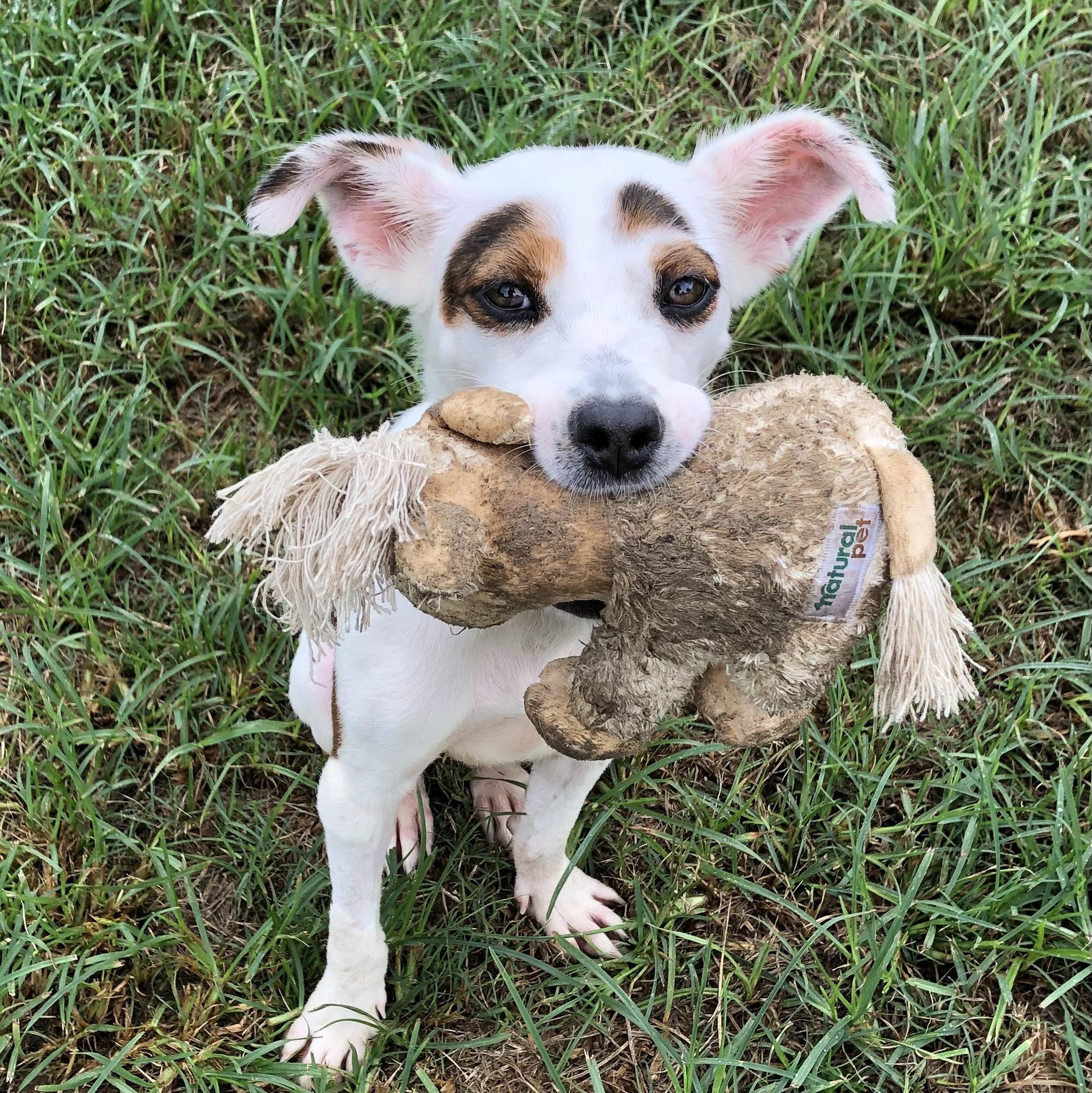 Millie, a ADOPTABLE Terrier in Magnolia Springs, AL image 2/6