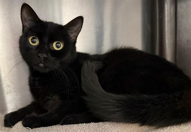 CHRISSY, Adoptable, Adult Female Domestic Short Hair.