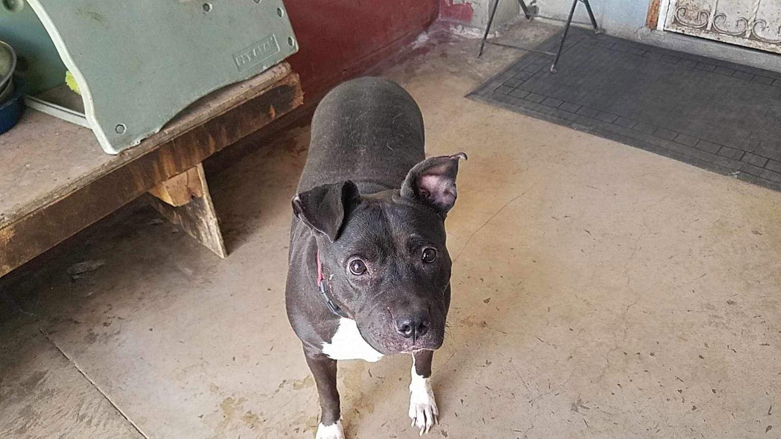 Enlarge Tinker, a Adoptable mixed breed in San Diego, CA image 1/6