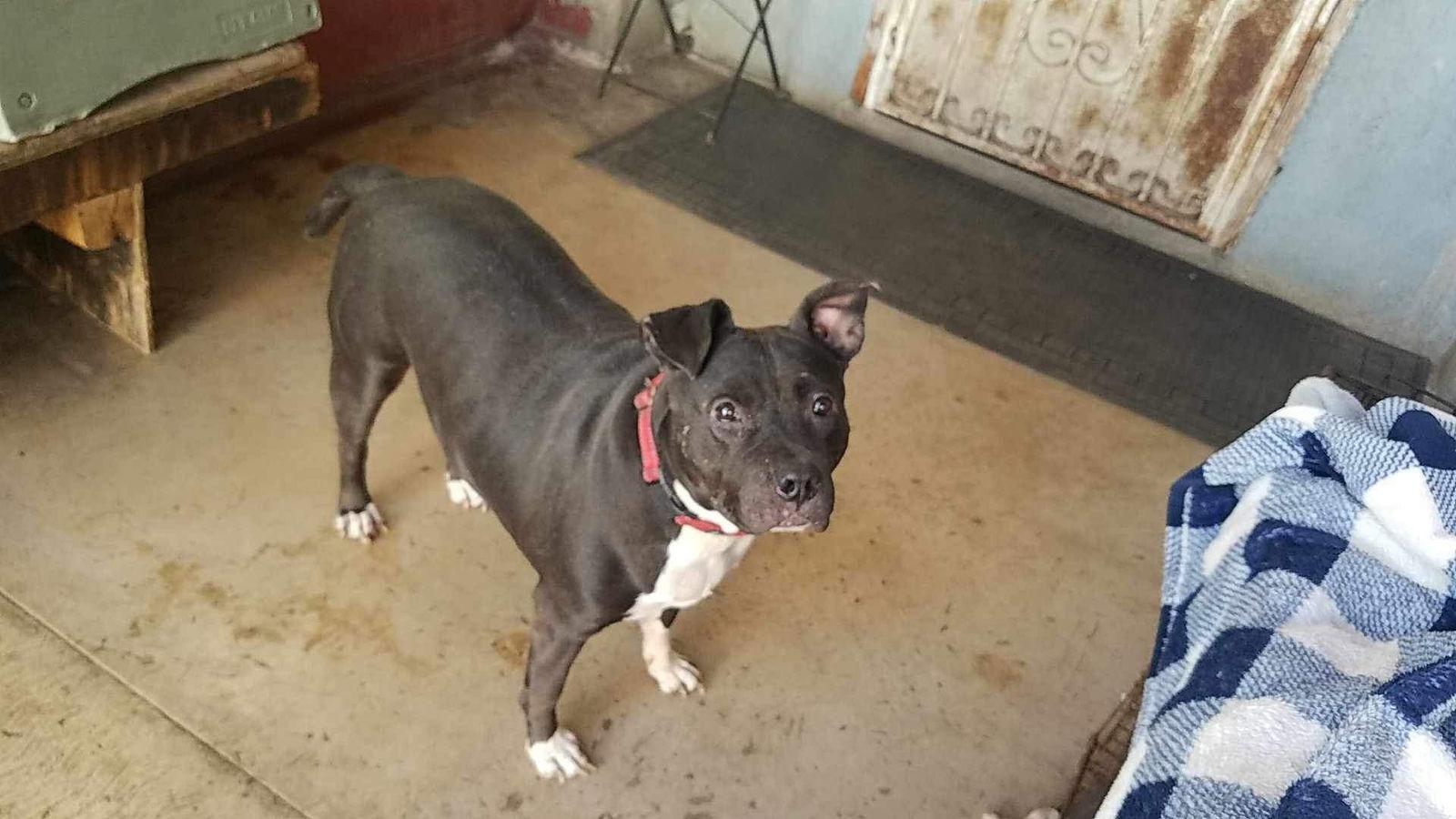 Enlarge Tinker, a Adoptable mixed breed in San Diego, CA image 2/6