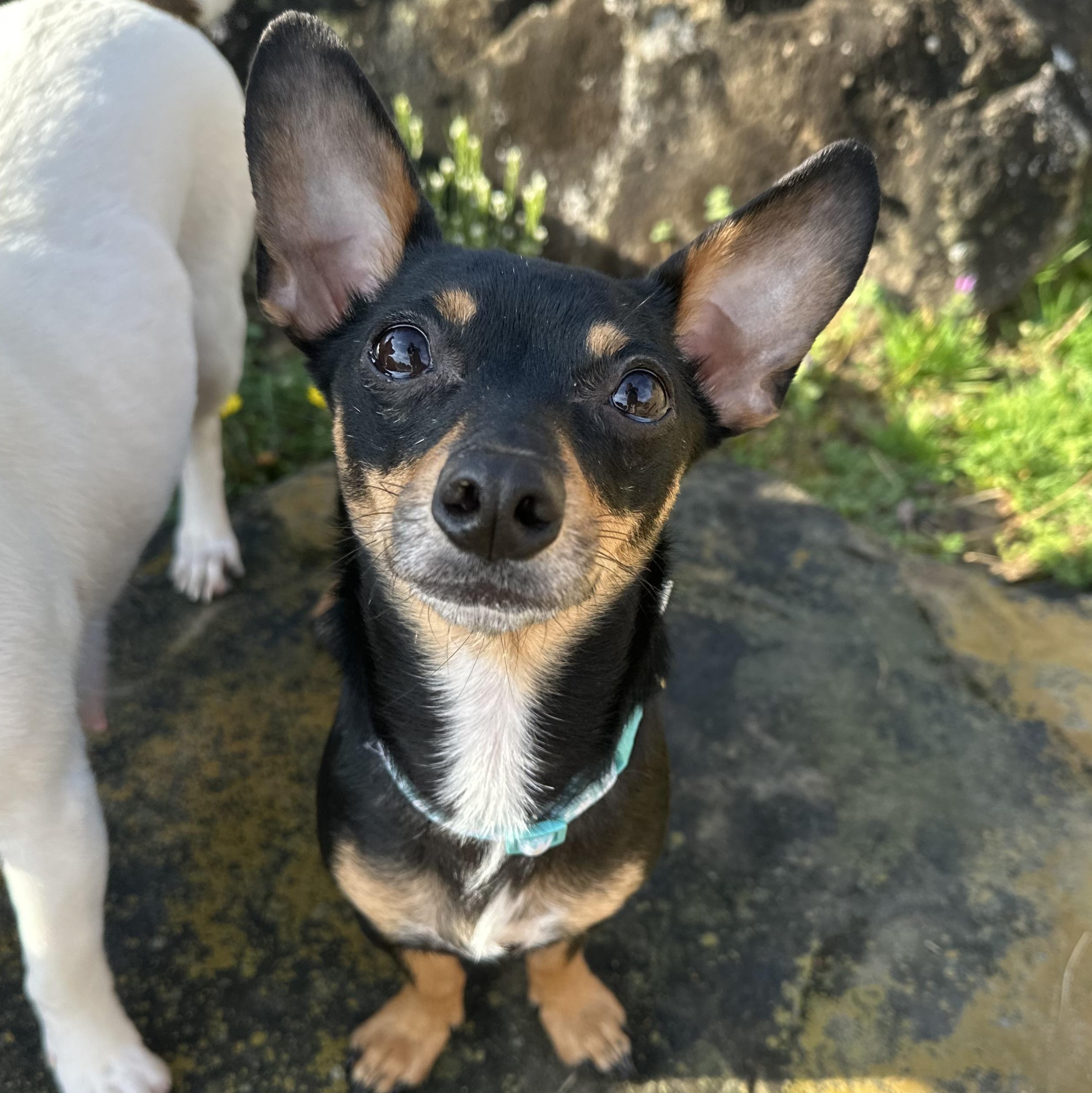 Enlarge Machoire , an adopted mixed breed in Woburn, MA image 1/6