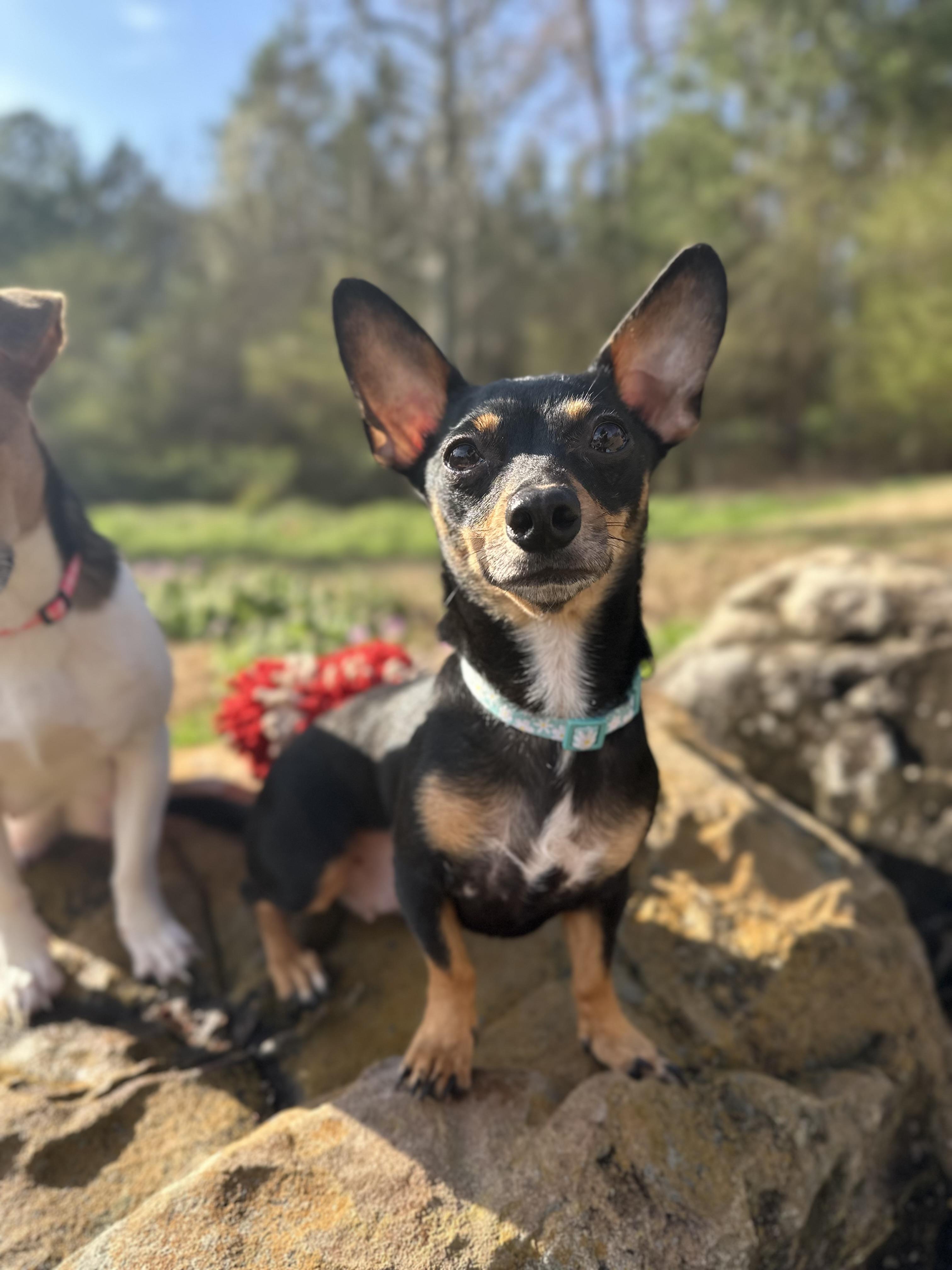 Machoire — thumbnail 3