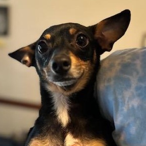 Enlarge Machoire , an adopted mixed breed in Woburn, MA image 4/6