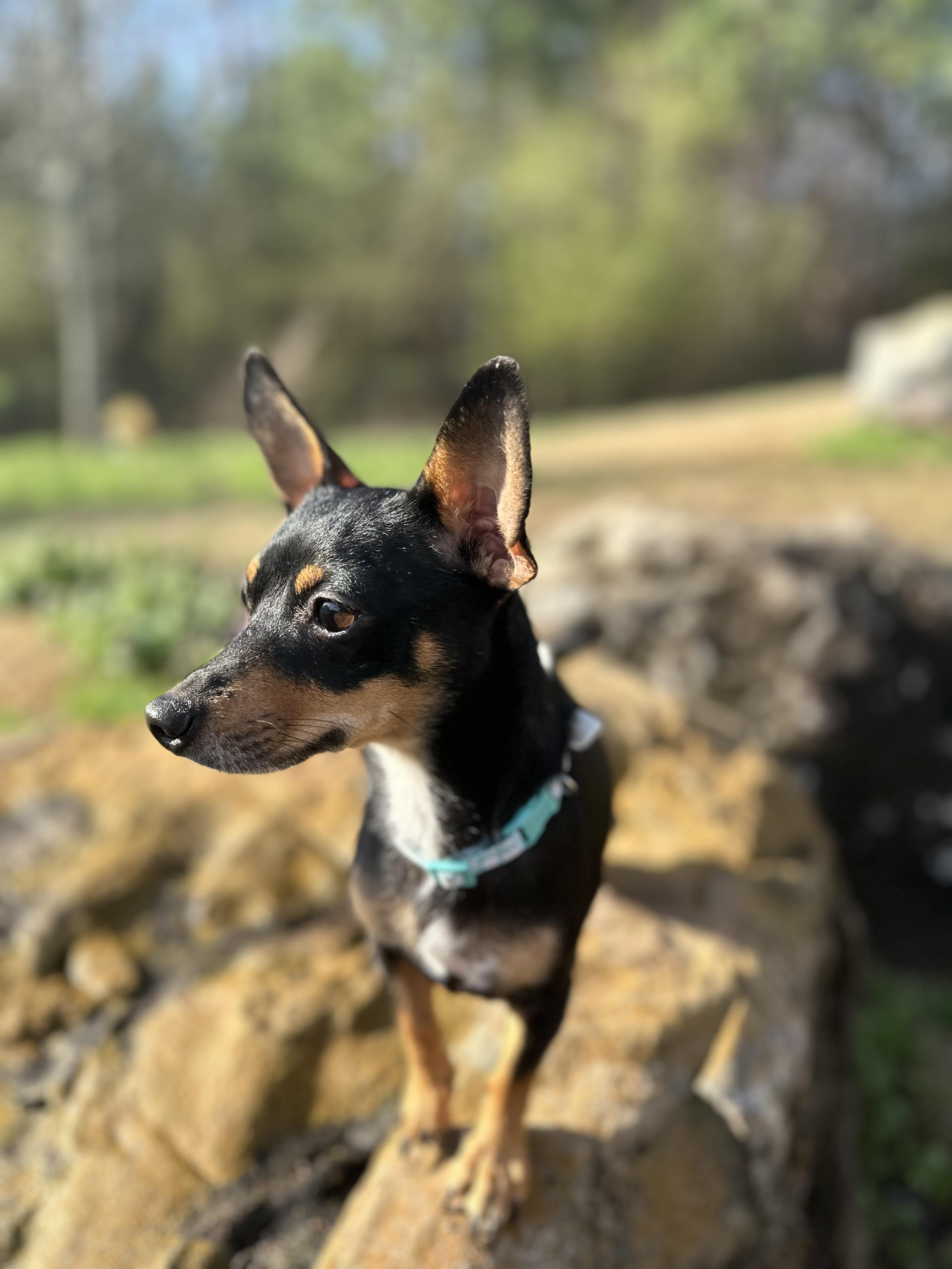 Enlarge Machoire , an adopted mixed breed in Woburn, MA image 5/6