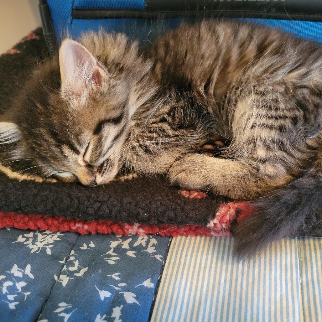 Nashville, Adoptable, Kitten Female Domestic Medium Hair.