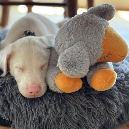 Toby