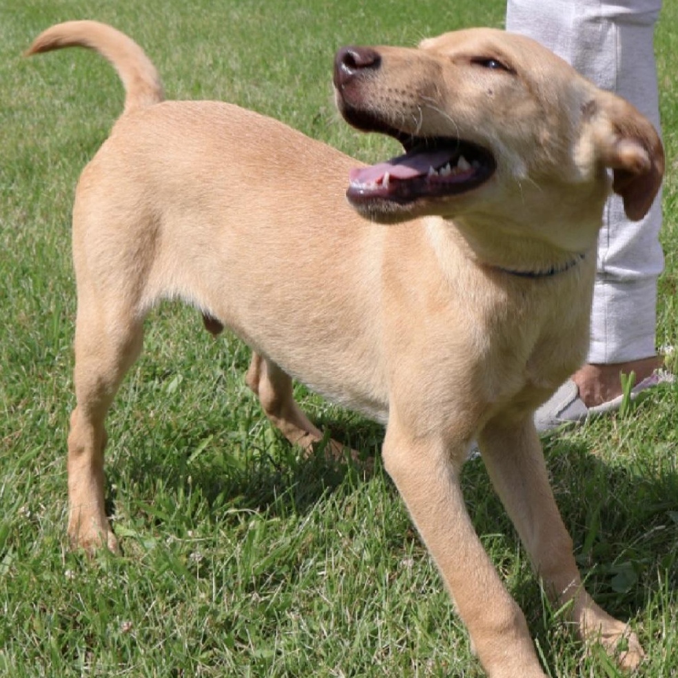 SPRITE in NY to meet and greet!, a Adoptable mixed breed in New York, NY image 2/6