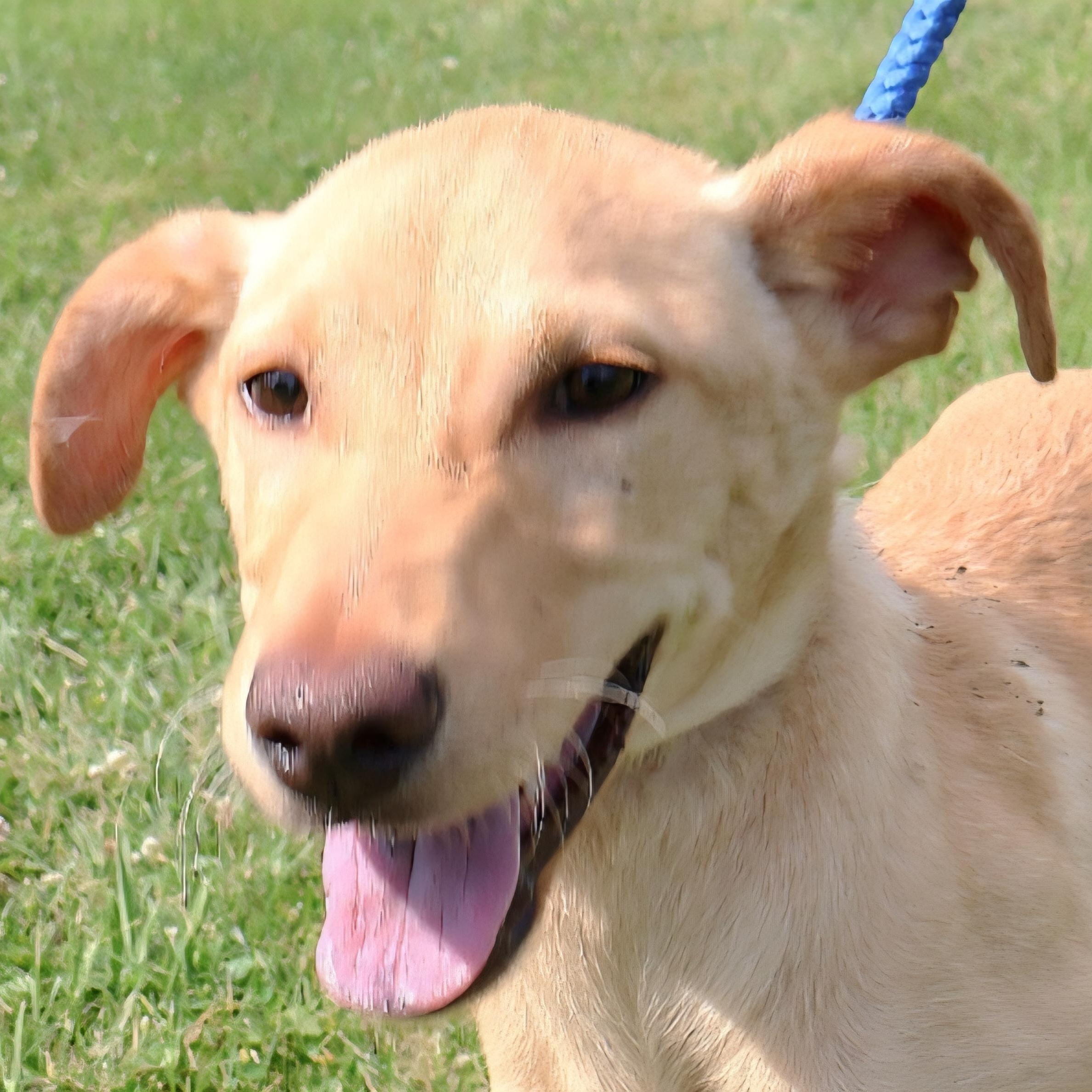 SPRITE in NY to meet and greet!, a Adoptable mixed breed in New York, NY image 1/6