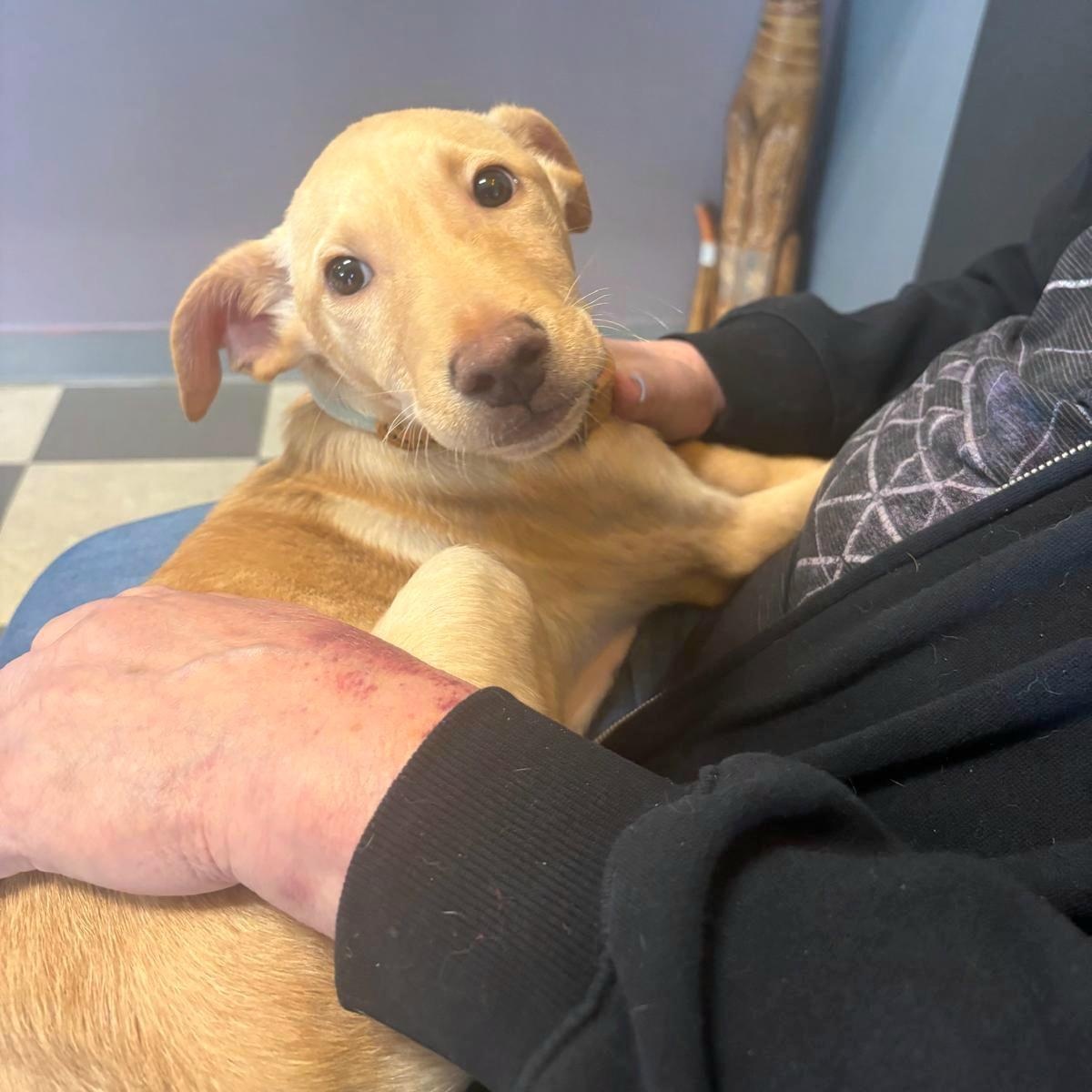 SPRITE in NY to meet and greet!, a Adoptable mixed breed in New York, NY image 3/6