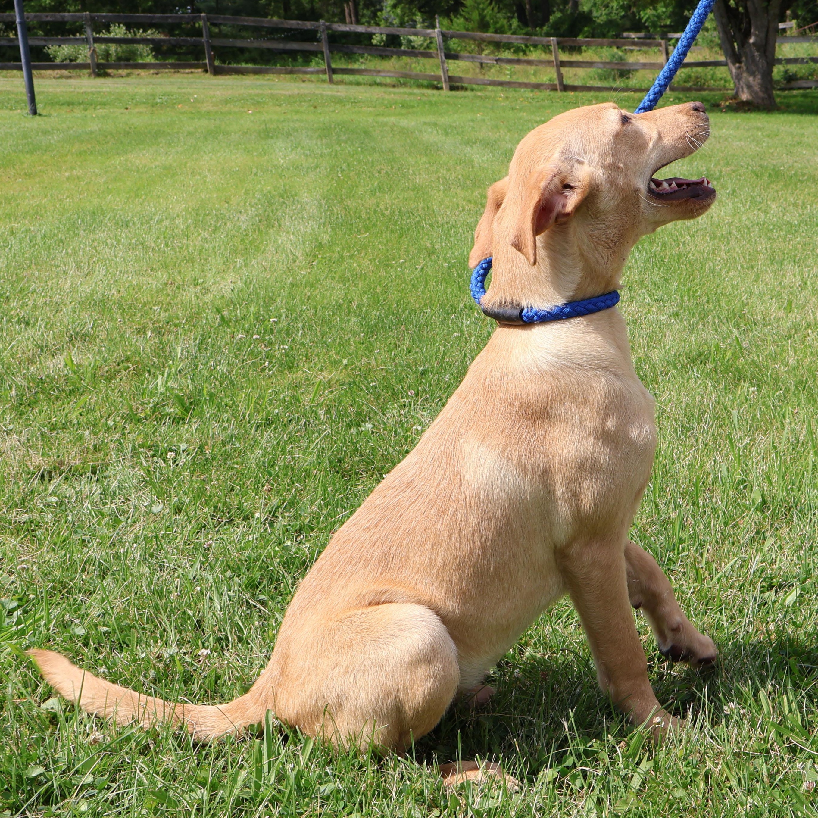 SPRITE in NY to meet and greet!, a Adoptable mixed breed in New York, NY image 4/6