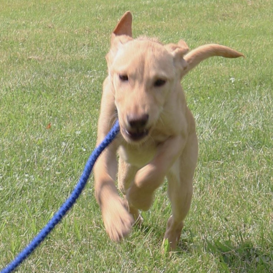 SPRITE in NY to meet and greet!, a Adoptable mixed breed in New York, NY image 5/6