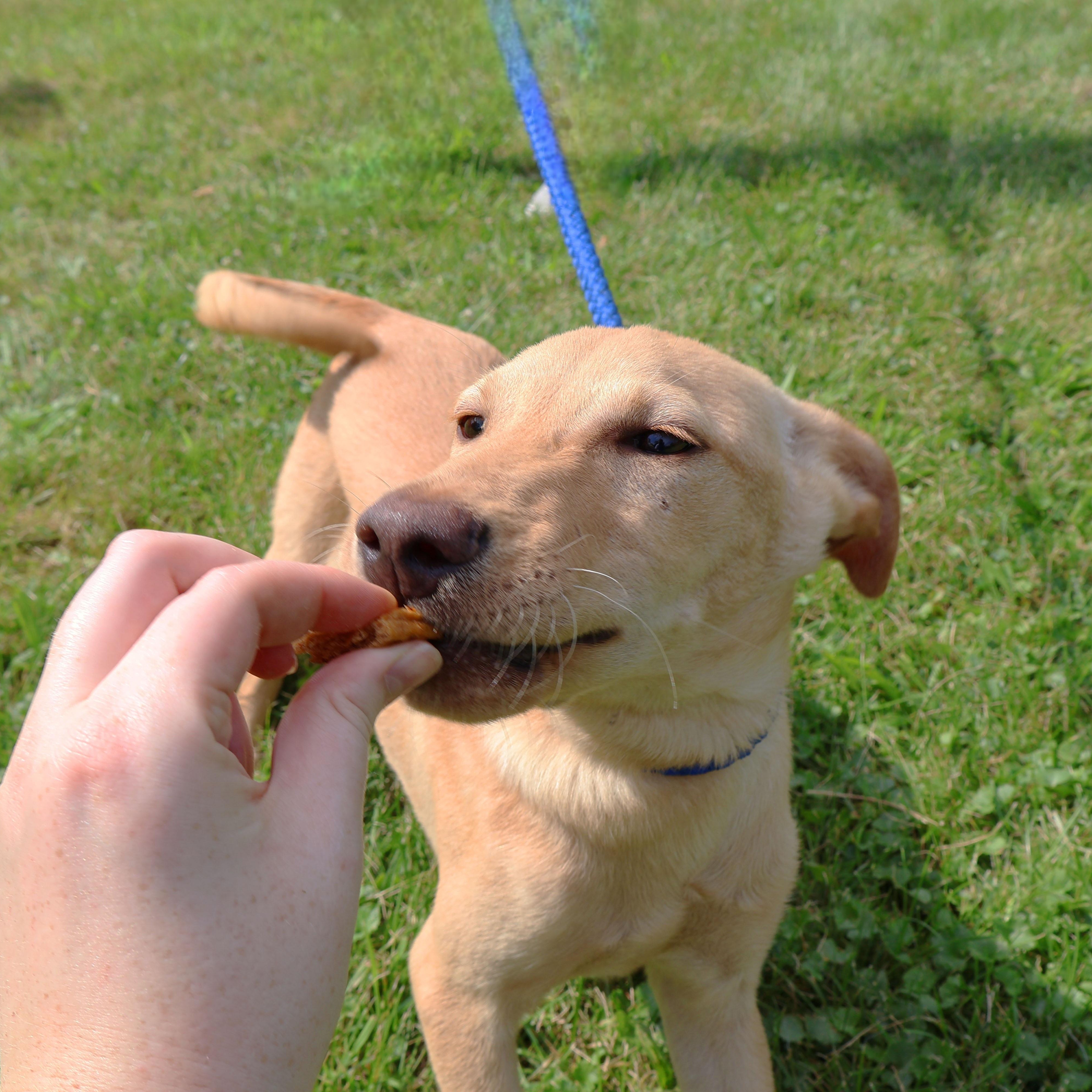 SPRITE in NY to meet and greet!, a Adoptable mixed breed in New York, NY image 6/6