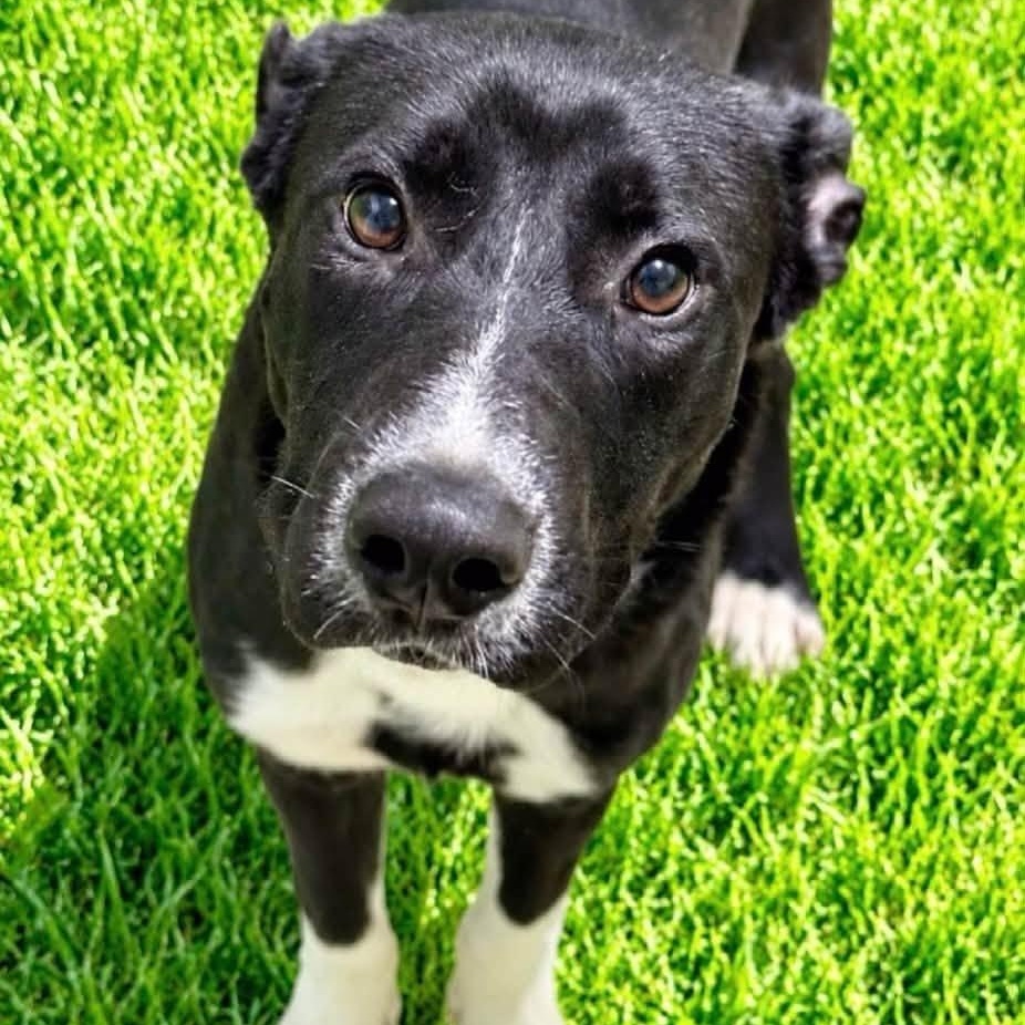 Nemo, Adoptable, Puppy Male Black Labrador Retriever.