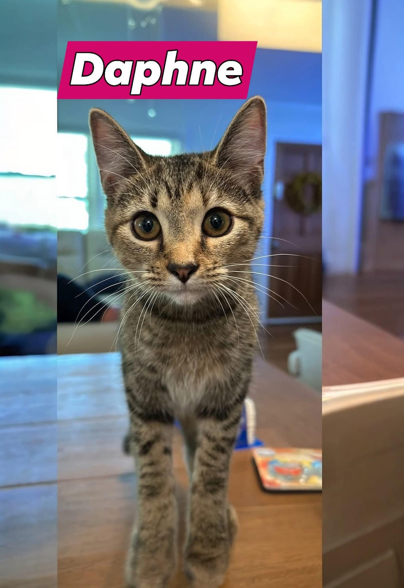 DAPHNE, Adoptable, Young Female Domestic Short Hair.