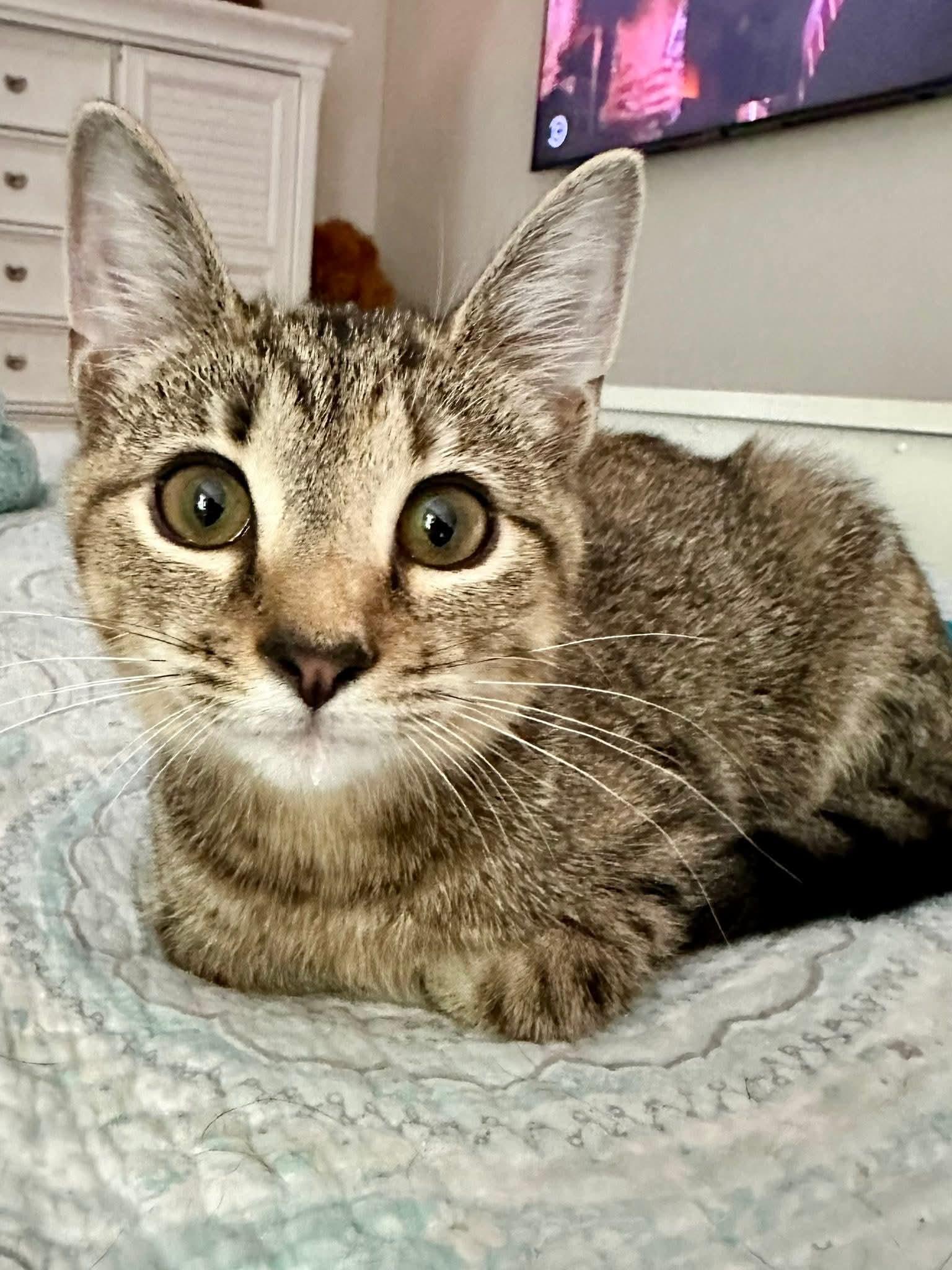 DAPHNE, a Adoptable Domestic Short Hair in Wilmington, NC image 3/3