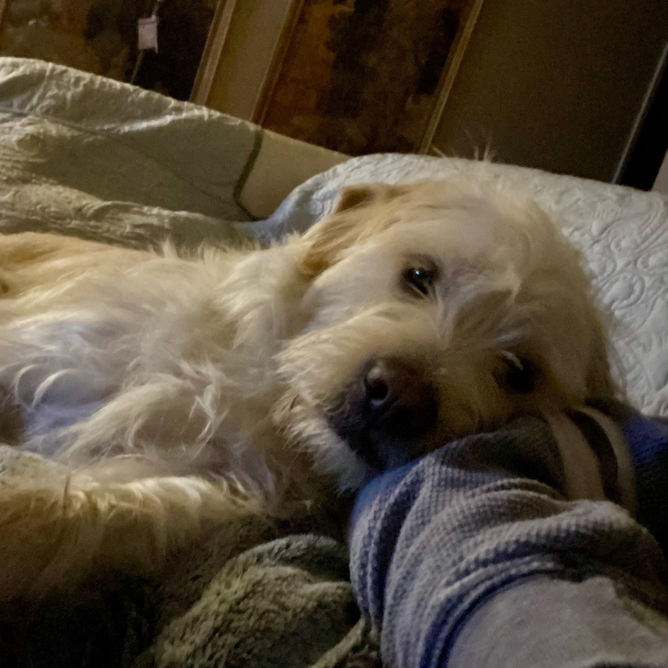 Jenny, a ADOPTABLE Terrier in Fresno, CA image 2/2