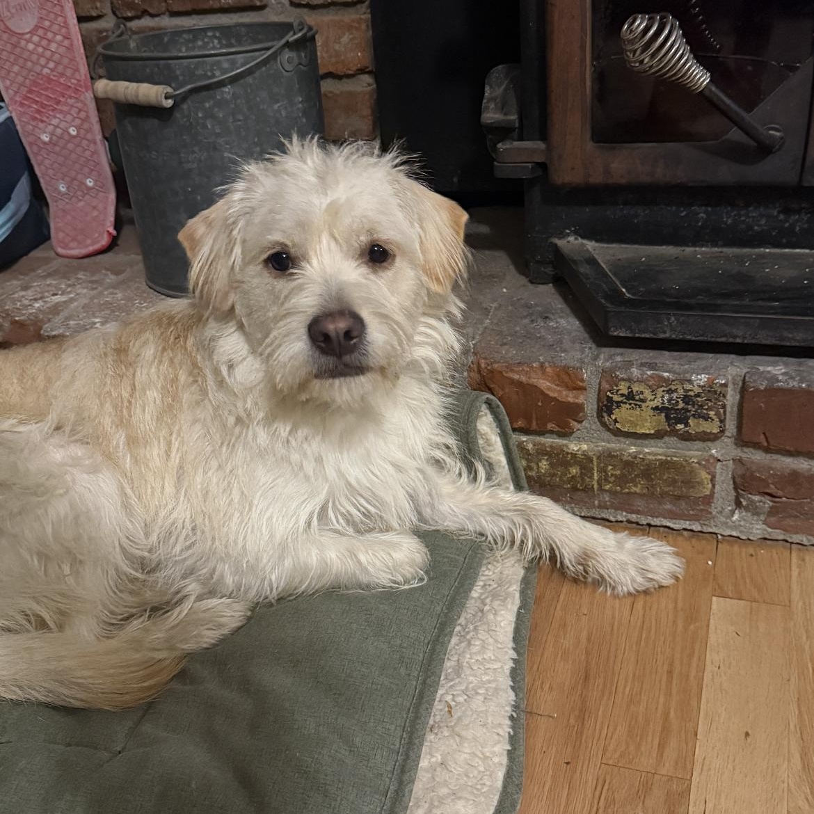 Jenny, ADOPTABLE, Young Female Terrier.