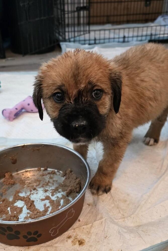 Gary, Adoptable, Puppy Male Mastiff & Anatolian Shepherd.