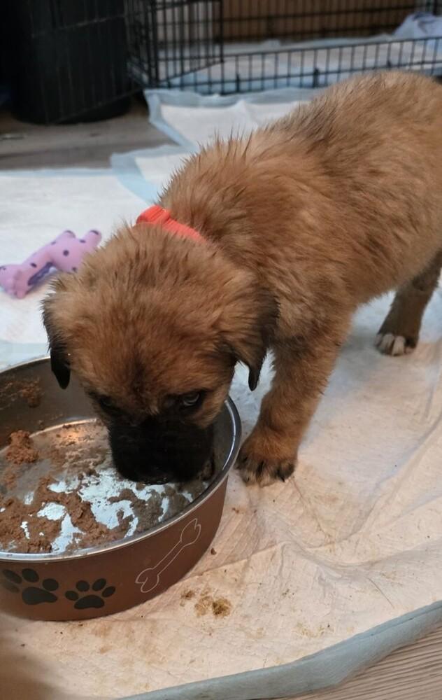 Enlarge Gary, a Adoptable mixed breed in Oswego, IL image 2/4