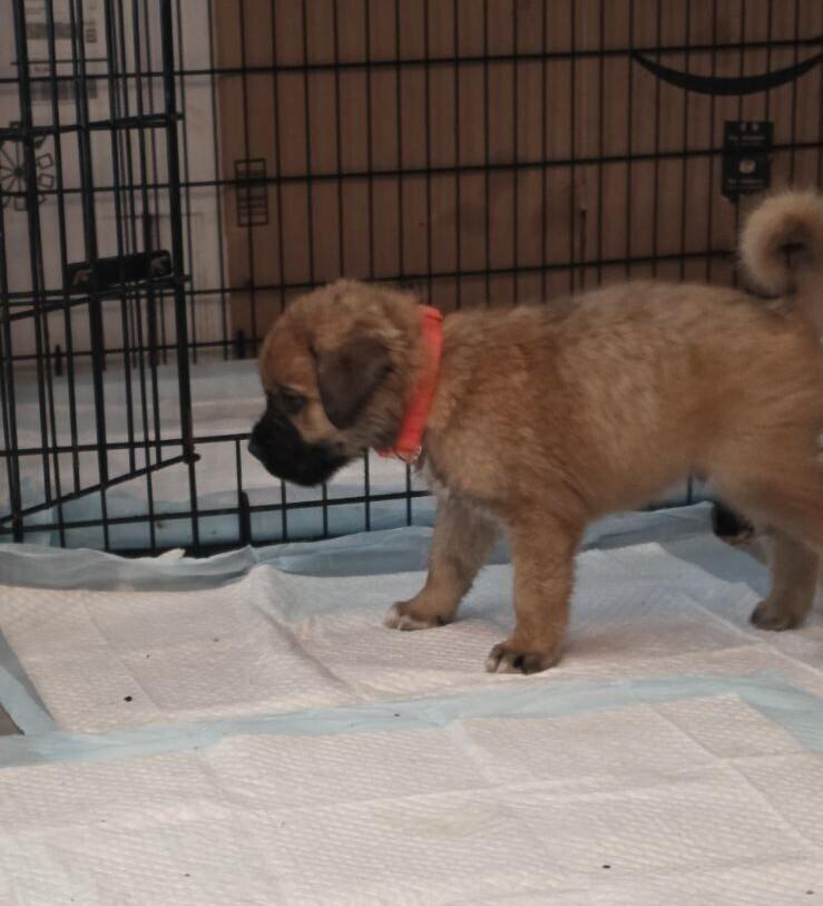 Enlarge Gary, a Adoptable mixed breed in Oswego, IL image 3/4
