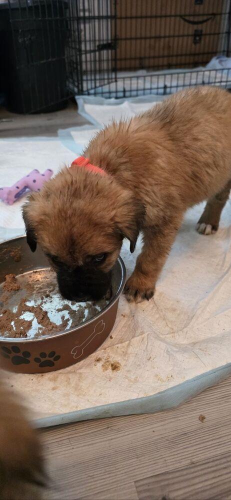 Enlarge Gary, a Adoptable mixed breed in Oswego, IL image 4/4