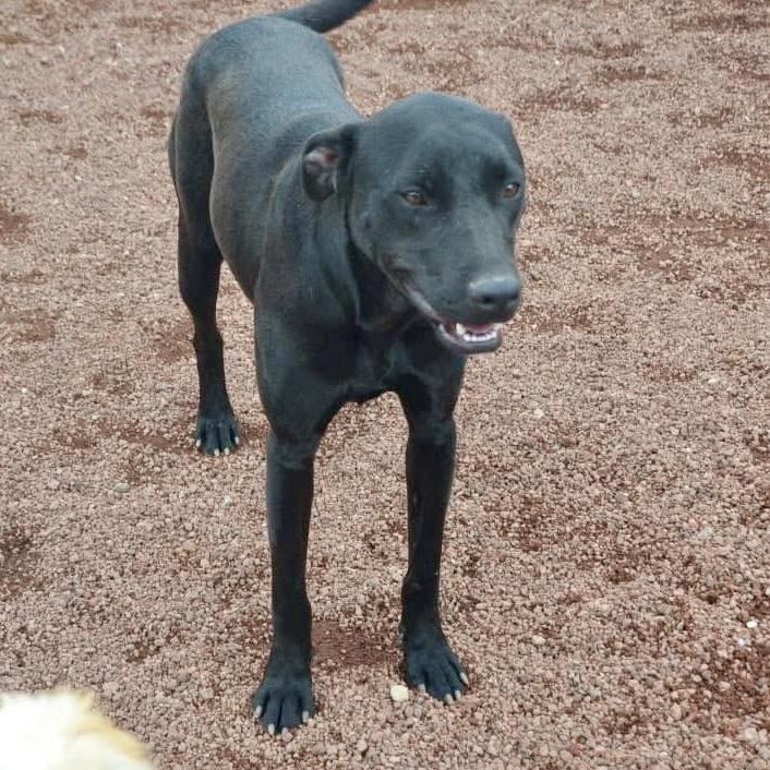 Polly, an adoptable Mixed Breed, Black Labrador Retriever in Orangeville, ON, L9W 1K1 | Photo Image 2