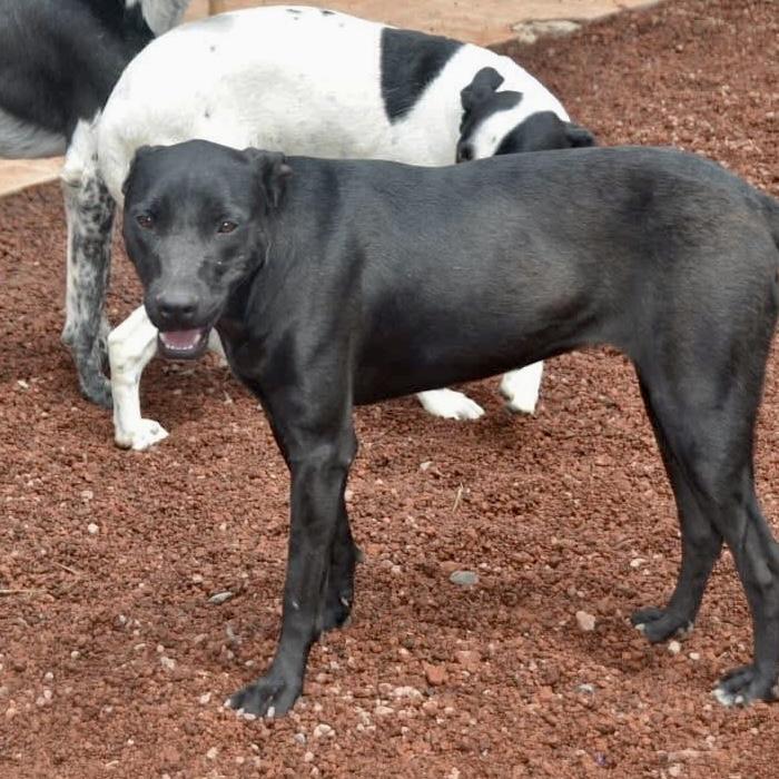 Polly, Adoptable, Young Female Mixed Breed & Black Labrador Retriever.