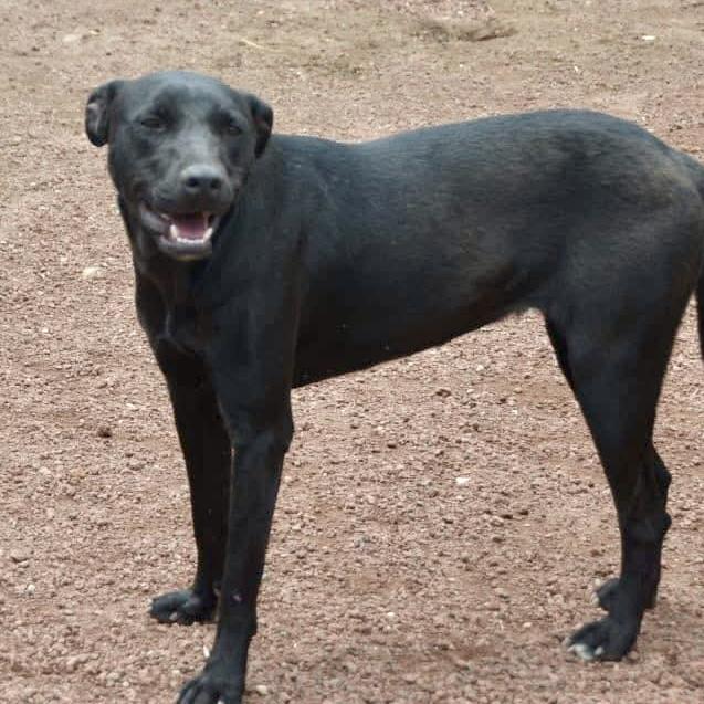 Polly, an adoptable Mixed Breed, Black Labrador Retriever in Orangeville, ON, L9W 1K1 | Photo Image 3
