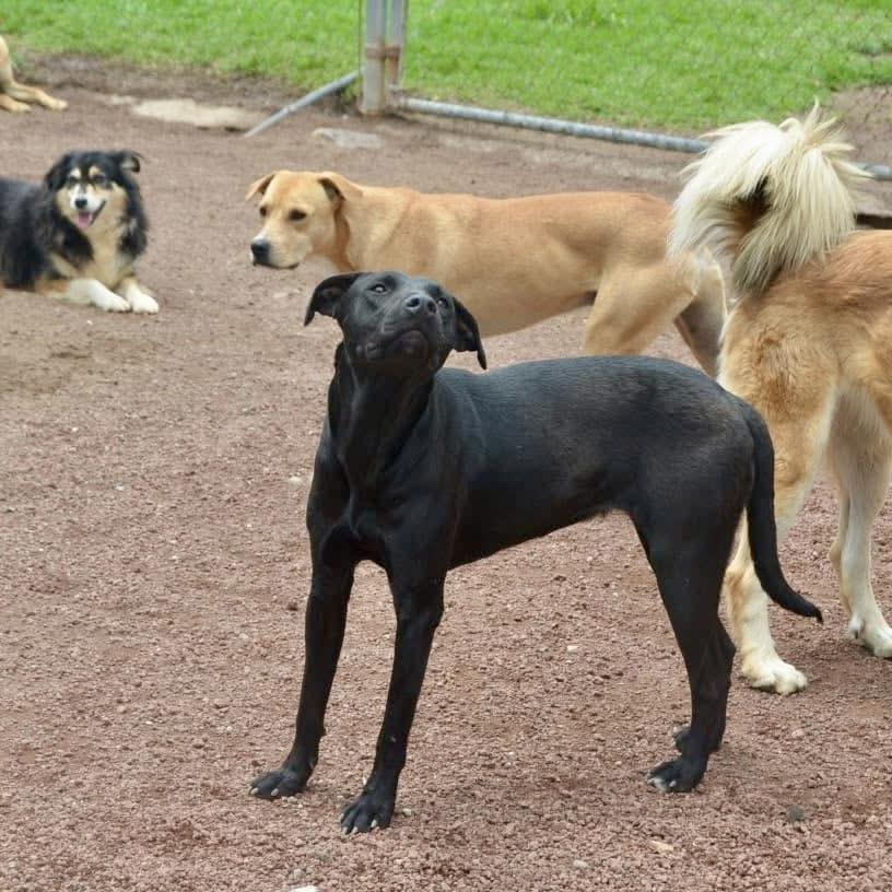 Polly, an adoptable Mixed Breed, Black Labrador Retriever in Orangeville, ON, L9W 1K1 | Photo Image 4