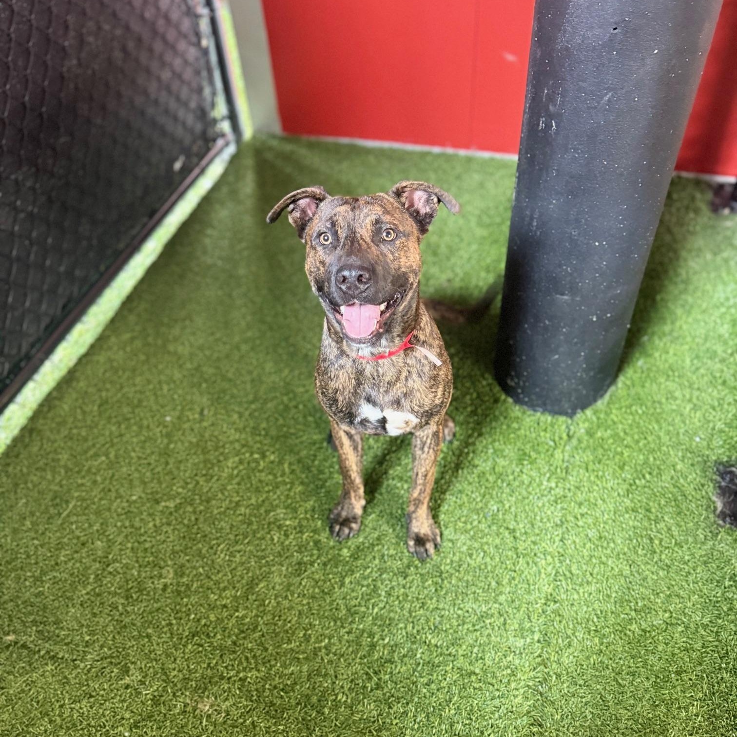 Lil Guy, an adopted Mixed Breed in Birmingham, AL image 5/6