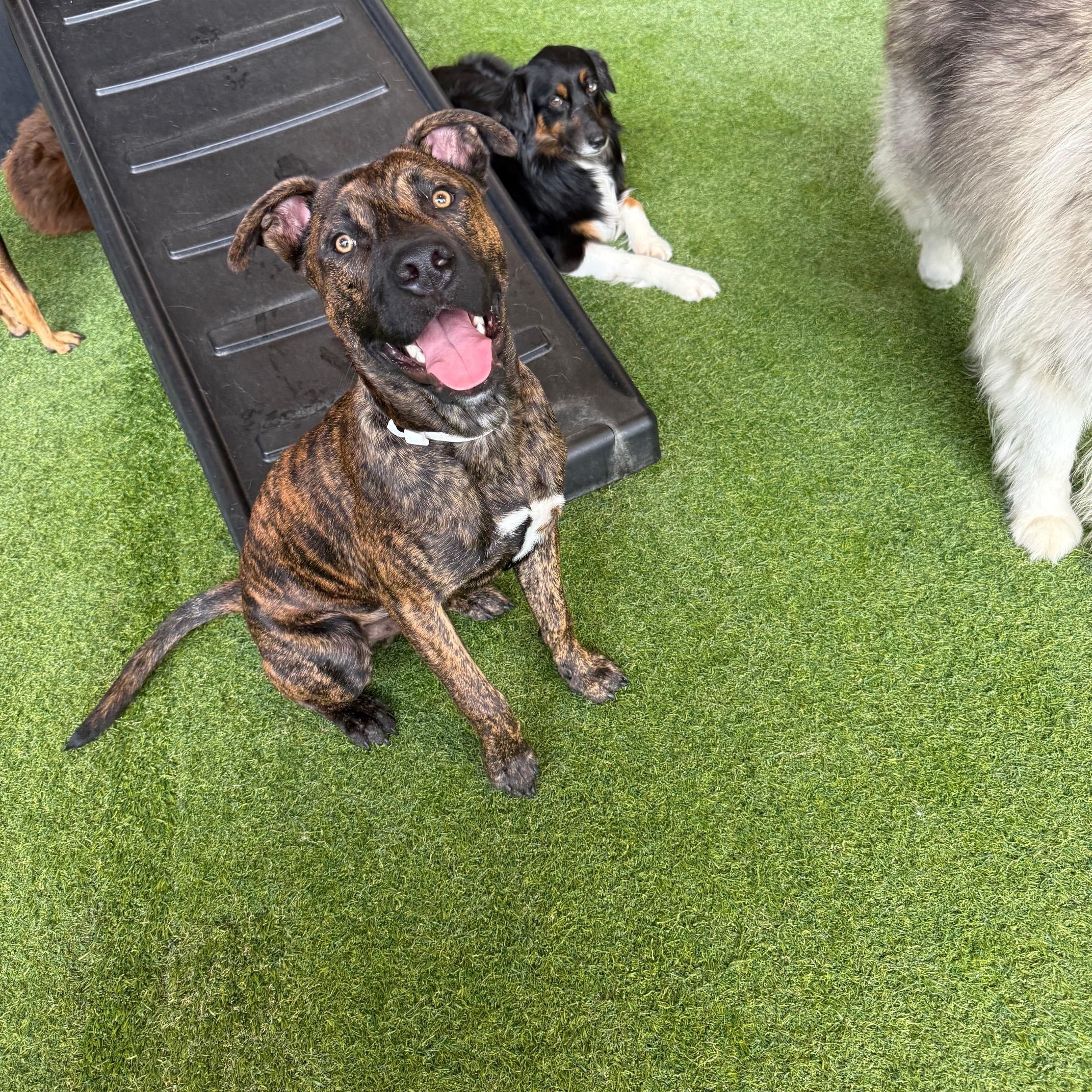 Lil Guy, an adopted Mixed Breed in Birmingham, AL image 4/6