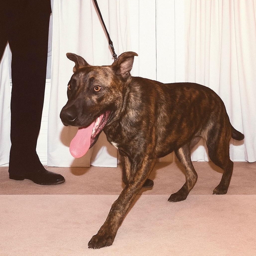 Lil Guy, an adopted Mixed Breed in Birmingham, AL image 6/6