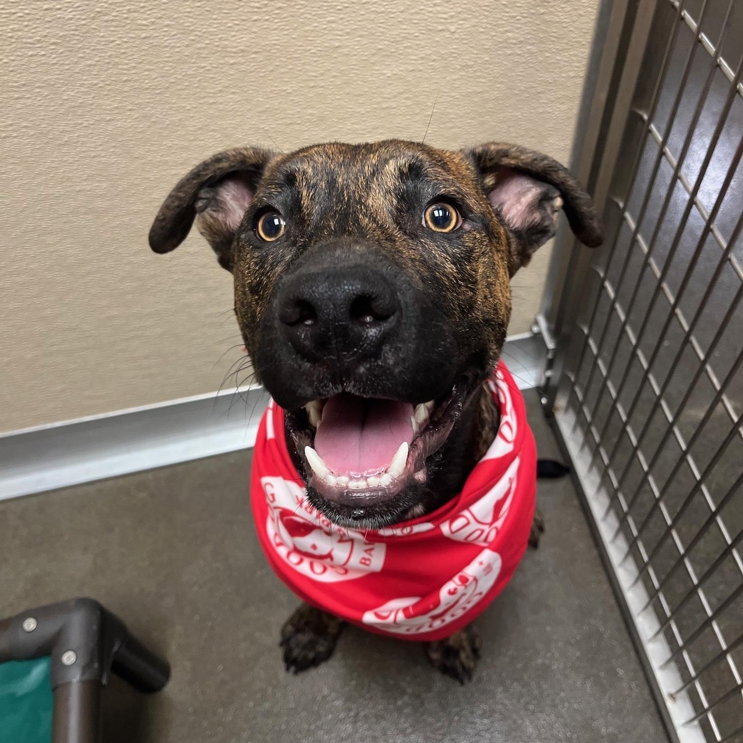 Lil Guy, an adopted Mixed Breed in Birmingham, AL image 1/6