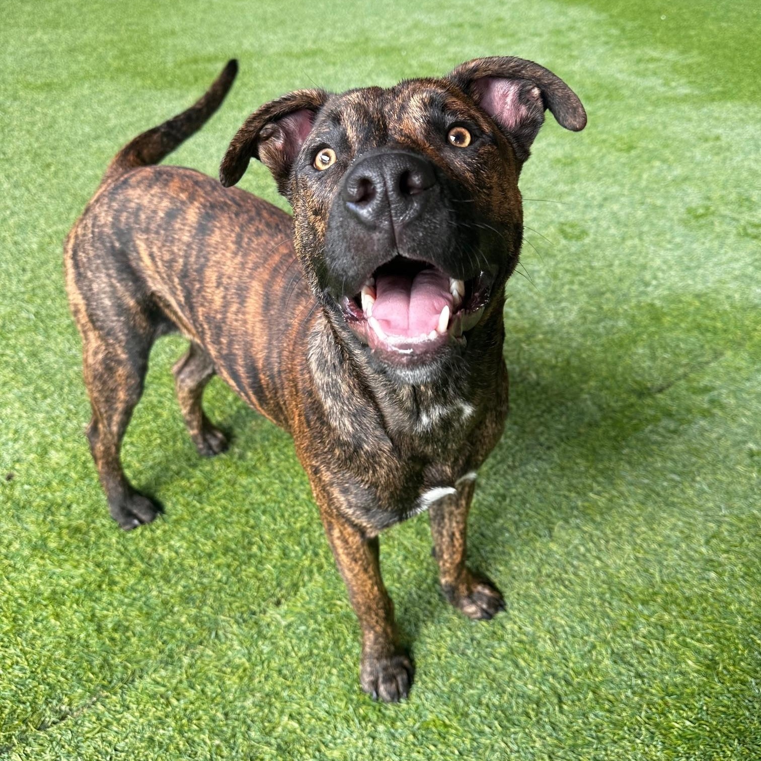 Lil Guy, an adopted Mixed Breed in Birmingham, AL image 3/6