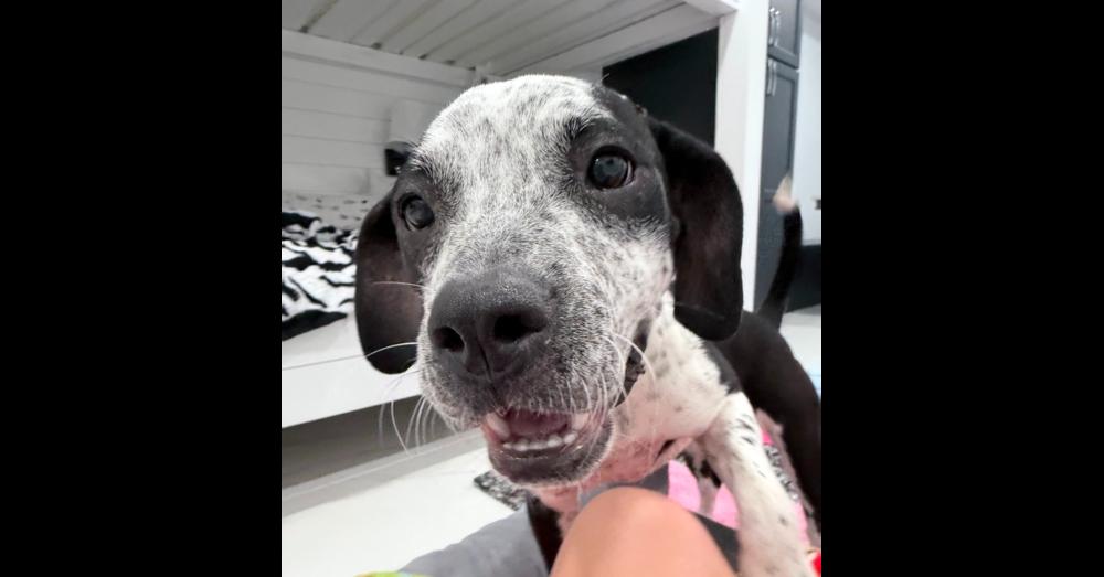 CiCi, Adoptable, Puppy Female Bluetick Coonhound & Boxer.