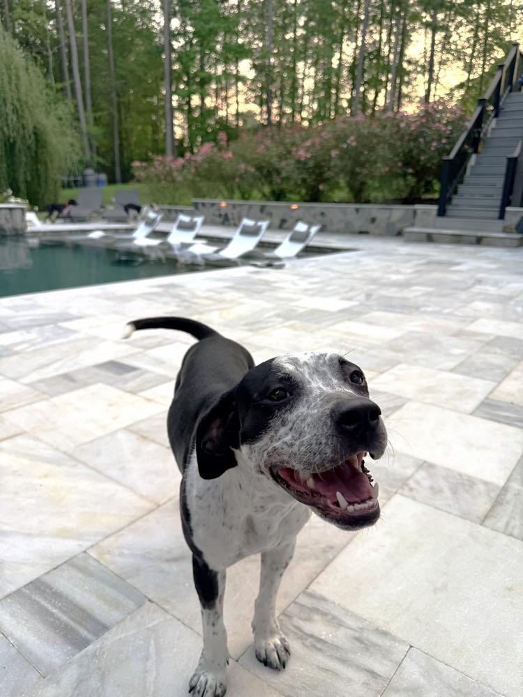 Enlarge CiCi, a Adoptable mixed breed in Youngsville, NC image 2/6