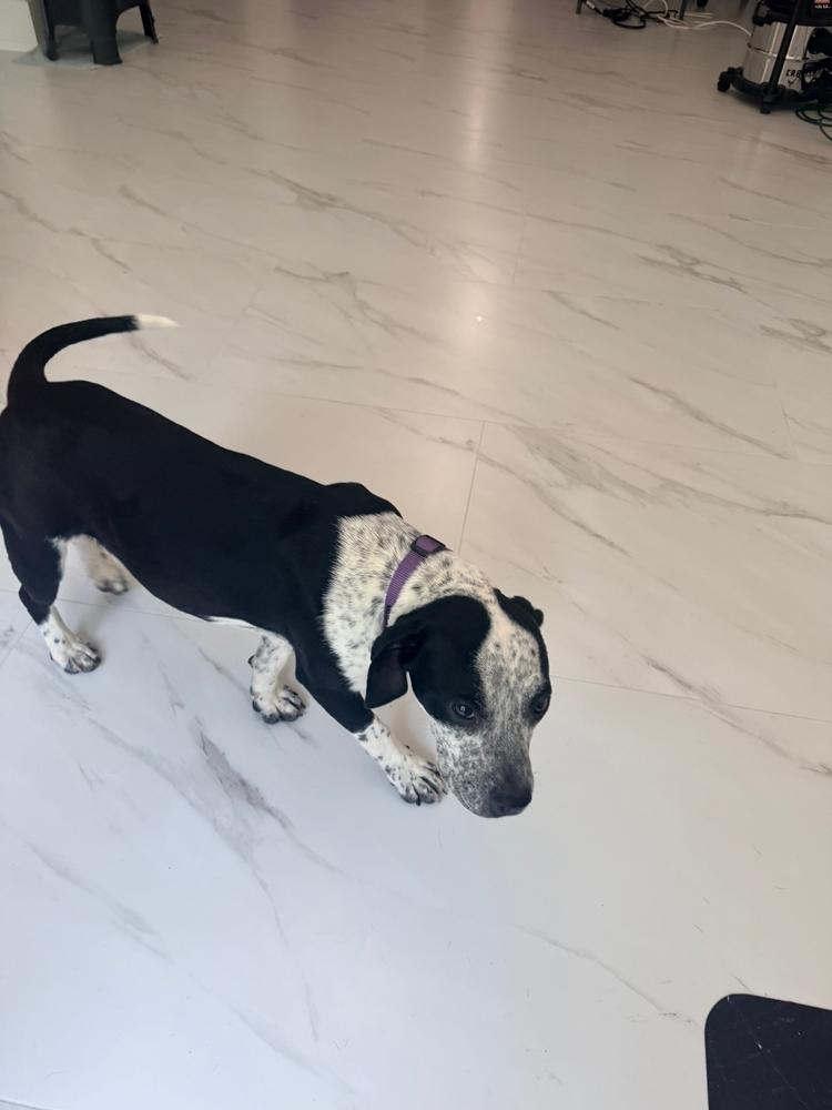 Enlarge CiCi, a Adoptable mixed breed in Youngsville, NC image 5/6