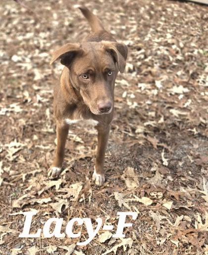 Lacy, Adoptable, Adult Female Labrador Retriever & Mixed Breed.