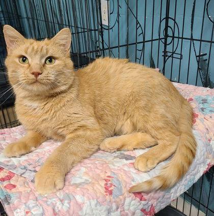 Enlarge 6778 (Ginger), a Adopted Domestic Short Hair in Lake City, MI image 2/2