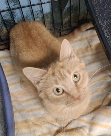 Enlarge 6778 (Ginger), a Adoptable Domestic Short Hair in Lake City, MI image 2/2
