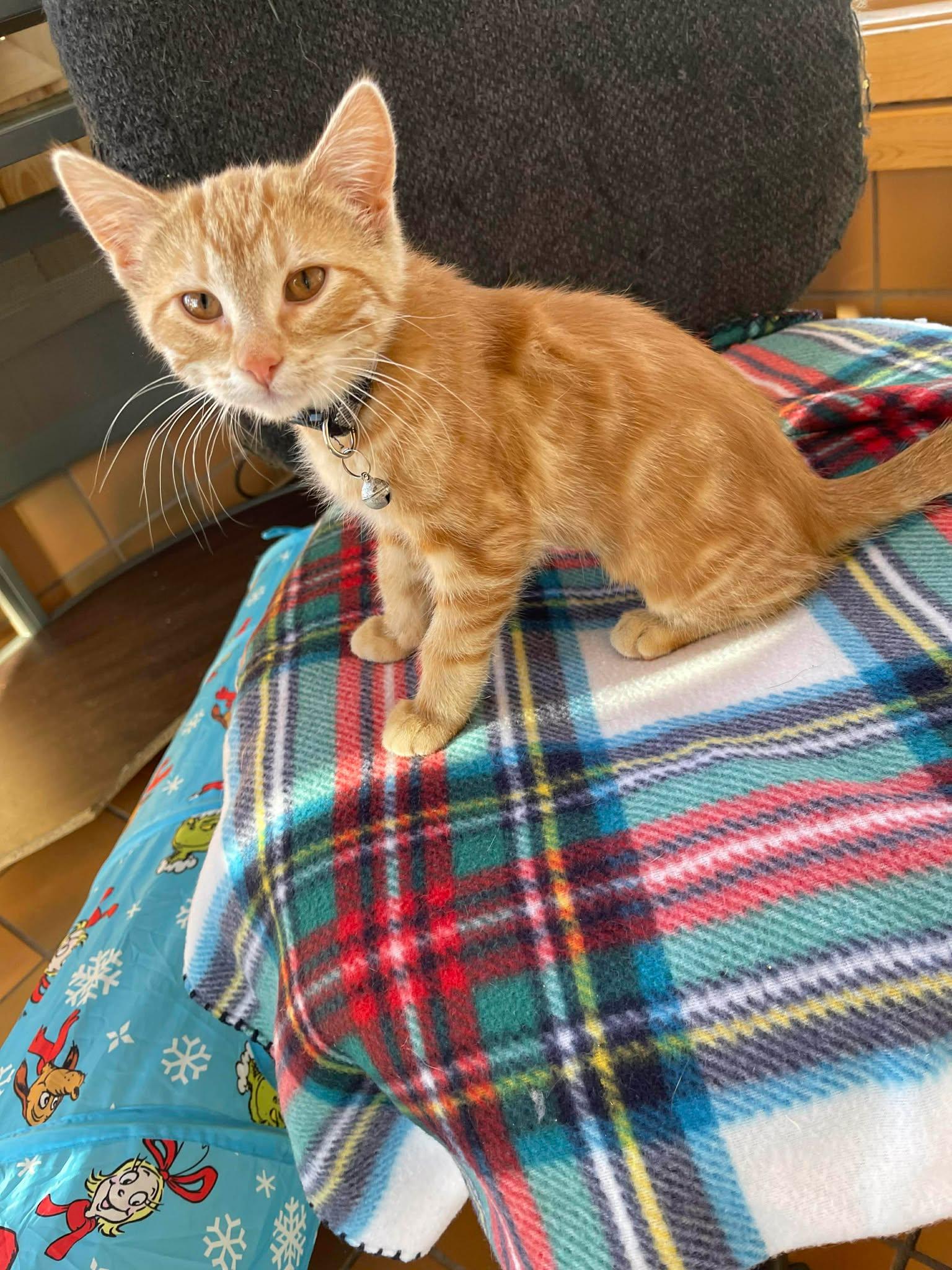 Enlarge YAM, an adopted Domestic Short Hair in Grand Forks, ND image 1/3