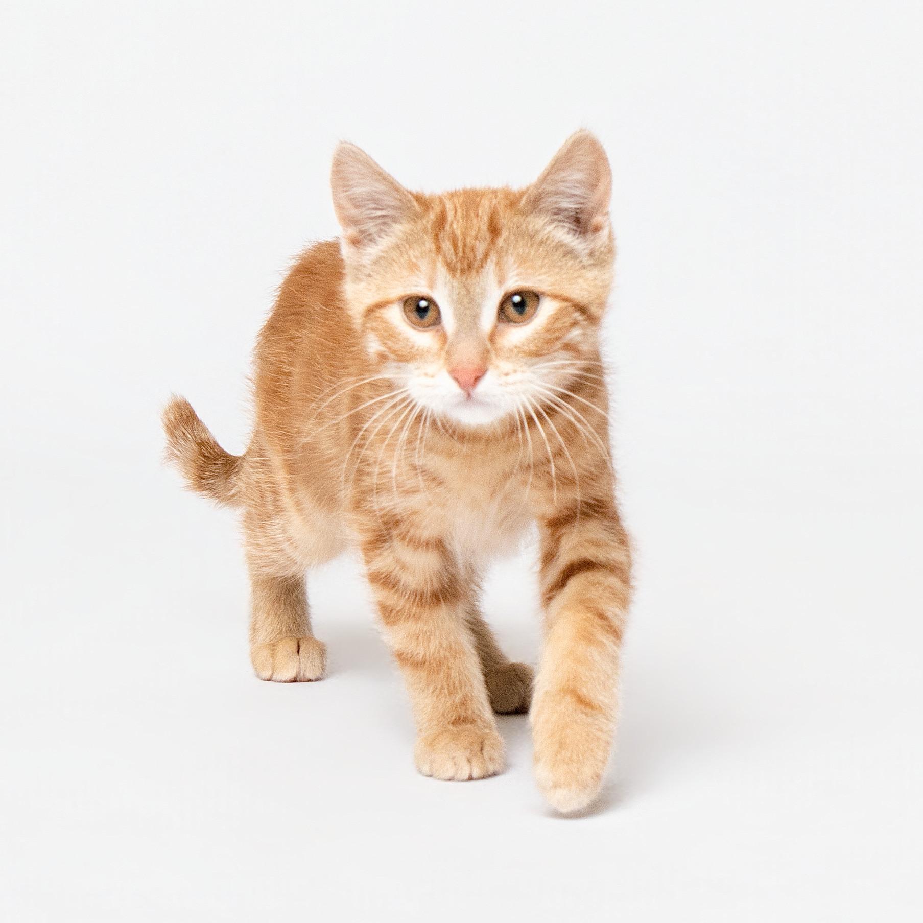 Enlarge YAM, an adopted Domestic Short Hair in Grand Forks, ND image 3/3