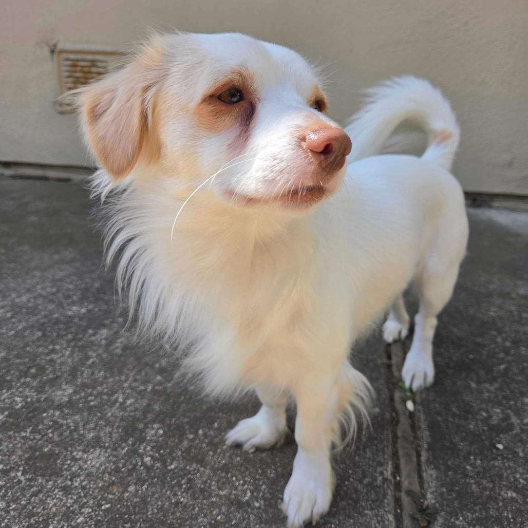 Pickles, Adoptable, Young Male Pomeranian & Chihuahua.