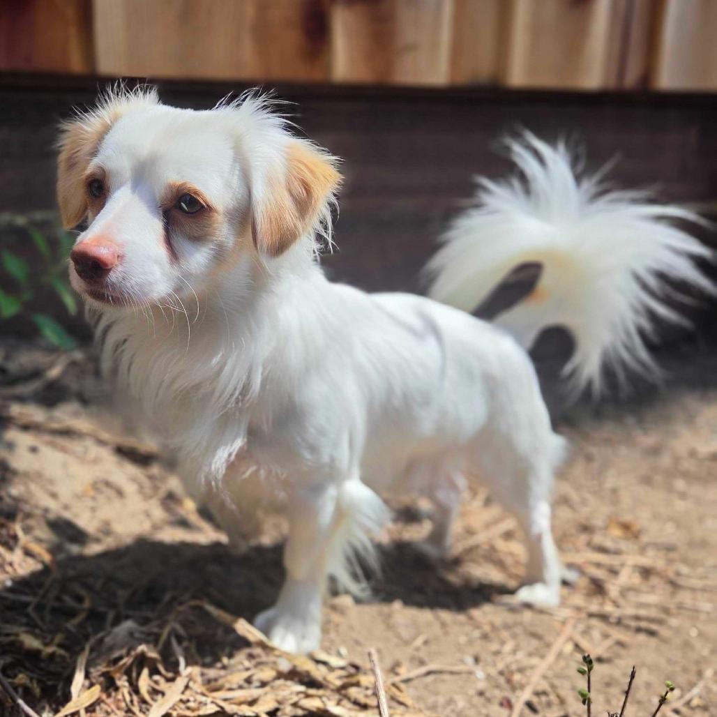 Enlarge Pickles, a Adoptable mixed breed in Pacifica, CA image 2/4