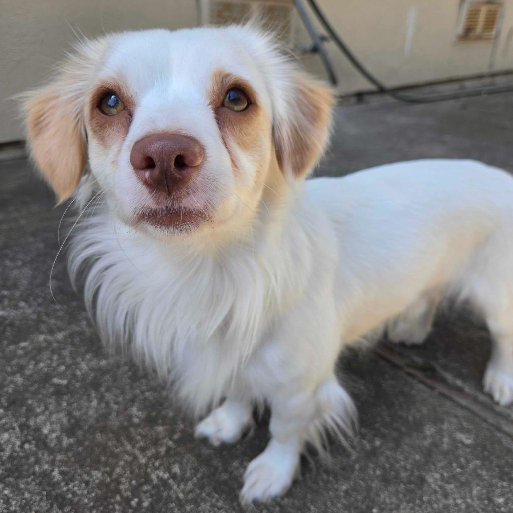Enlarge Pickles, a Adoptable mixed breed in Pacifica, CA image 4/4