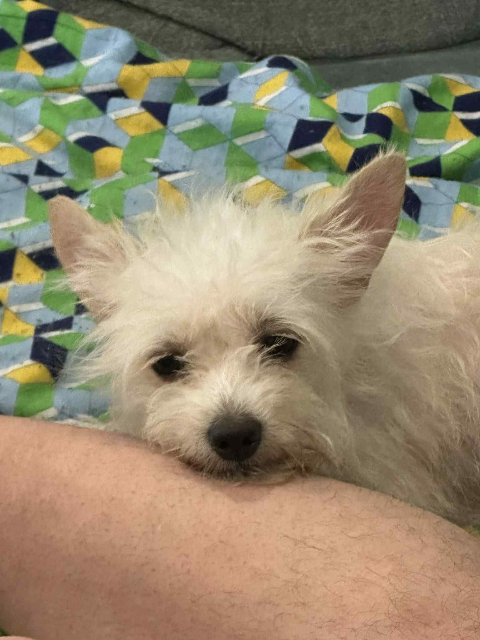 Daisy, Adopted, Adult Female Miniature Schnauzer.